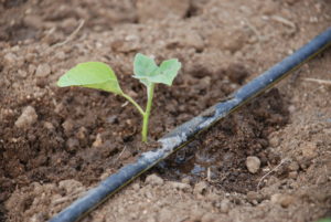 Drip irrigation